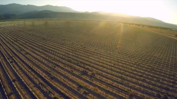 Hermoso Avión Sobre Los Campos Agrícolas California Atardecer — Vídeo de stock