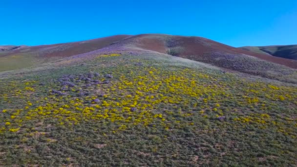 加州一片广阔的罂粟和黄色野花上的低空飞行 — 图库视频影像