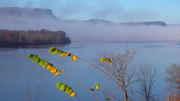 Folhagem Outono Dourada Longo Das Falésias Rio Mississippi Fronteira Com — Vídeo de Stock