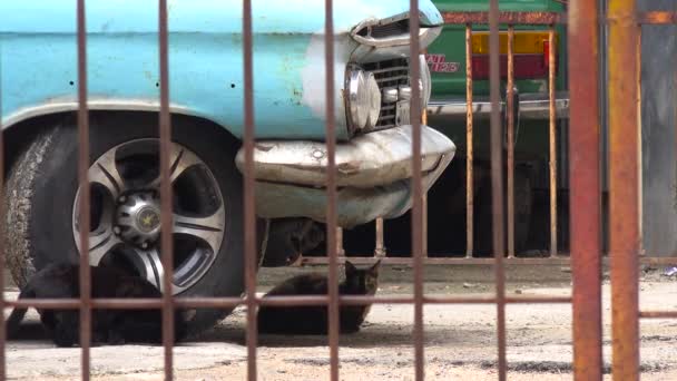 在古巴哈瓦纳 一只猫坐在一辆旧车下面 — 图库视频影像