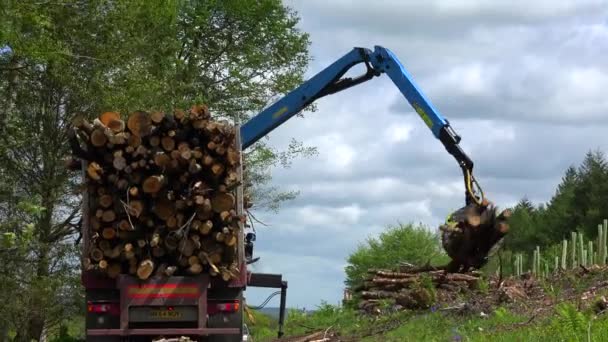 Gheară Încarcă Cherestea Semicamion Într Zonă Despădurită — Videoclip de stoc