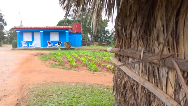 Založení Záběru Farmy Tabákové Farmě Vinales Kubě — Stock video