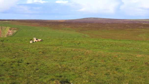 Panning Shot Sheep Sit Beautiful Northern Coastline Scotland — Stock Video