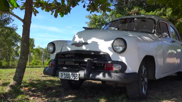 Ein Schöner Oldtimer Sitzt Unter Einem Baum Auf Einem Feld — Stockvideo