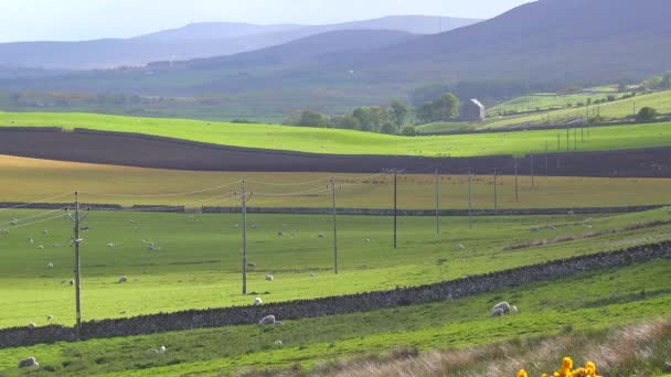 スコットランドの北部高地にある美しい緑のフィールド — ストック動画