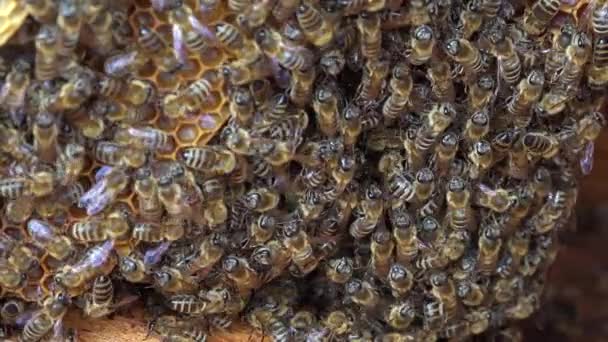 Een Extreme Close Van Een Bijen Zwermend Een Bijenkorf — Stockvideo