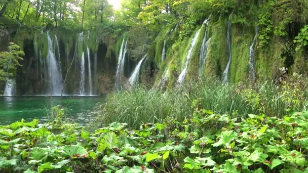 Schöne Wasserfälle Fließen Durch Den Üppigen Grünen Dschungel Nationalpark Plitvice — Stockvideo