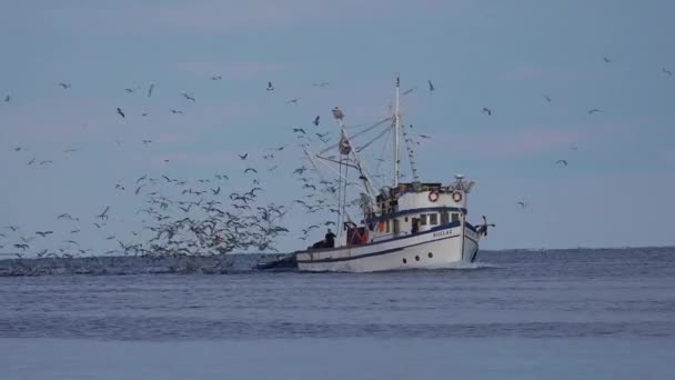 Una Barca Pesca Entra Porto Con Centinaia Gabbiani All Inseguimento — Video Stock