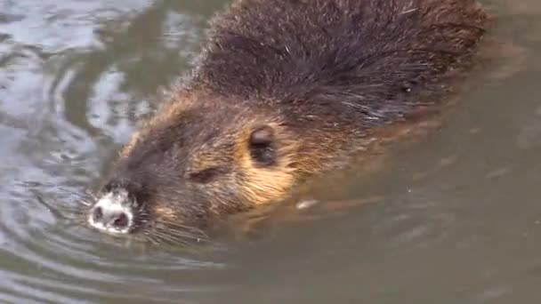 Castor Nage Dans Une Rivière — Video