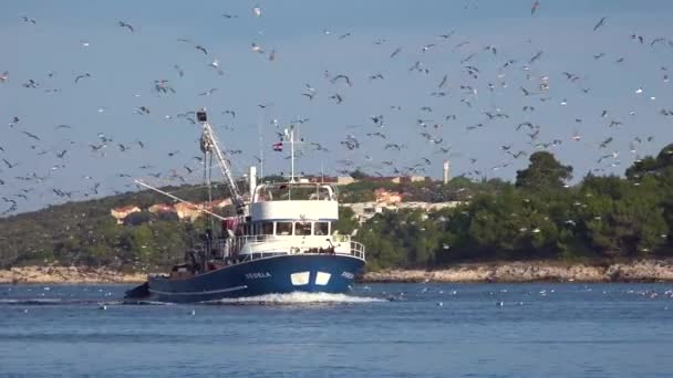 Bateau Pêche Moderne Arrive Port Avec Des Centaines Mouettes Poursuite — Video