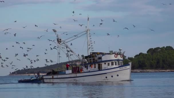 Μια Ψαρόβαρκα Έρχεται Στο Λιμάνι Εκατοντάδες Γλάρους Καταδίωξη — Αρχείο Βίντεο