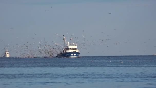 Una Moderna Barca Pesca Entra Porto Con Centinaia Gabbiani All — Video Stock