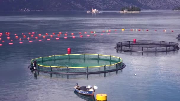 Arbeiders Voeren Vis Een Viskwekerij Boka Bay Montenegro — Stockvideo