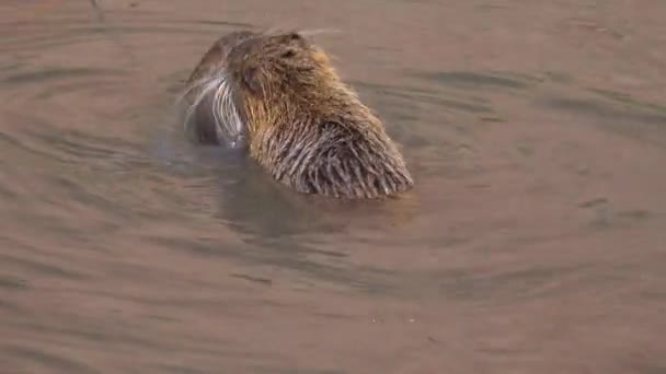 Two Beavers Play River — Stock Video