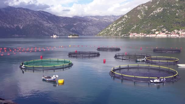 Εργαζόμενοι Ταΐζουν Ψάρια Ιχθυοτροφείο Στον Κόλπο Μπόκα Του Μαυροβουνίου — Αρχείο Βίντεο