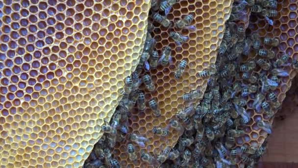 Eine Extreme Nahaufnahme Einer Biene Die Einem Bienenstock Schwärmt — Stockvideo