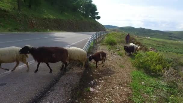 Албанский Пастух Ведет Своих Овец Асфальтированной Дороге — стоковое видео