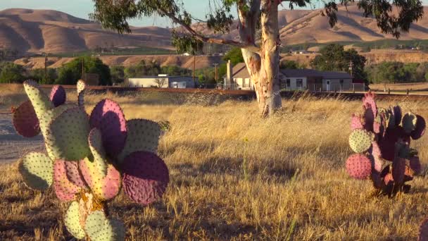 Cactus Groeit Het Gebied Van Midden Californië — Stockvideo