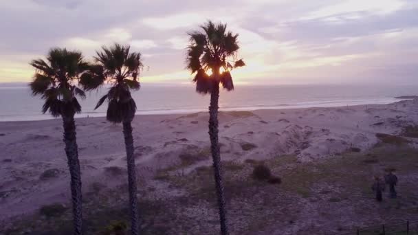 Palmiye Ağaçlarının Üzerinden Uçmak Kaliforniya Plaj Sahnesi — Stok video