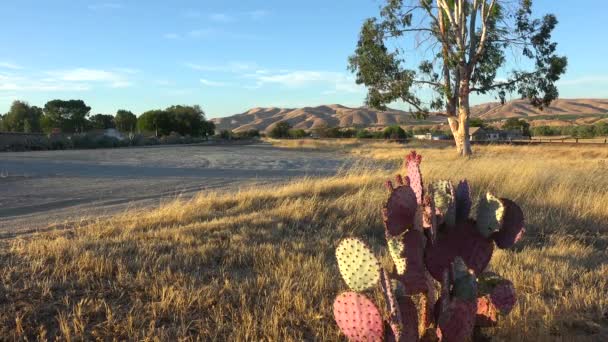 仙人掌生长在加利福尼亚州中部的田野里 — 图库视频影像