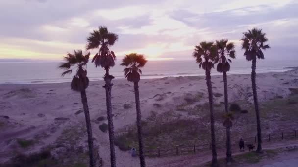 Mooie Antenne Door Palmbomen Onthult Een Californische Strand Scene — Stockvideo