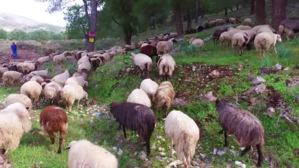 Albanese Herder Leidt Zijn Schapen Een Verharde Snelweg — Stockvideo