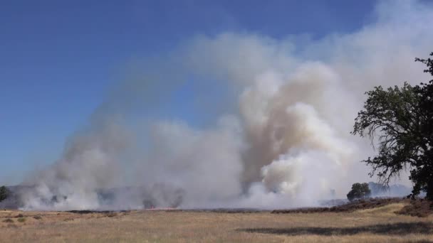 Orta Kaliforniya Tepelerinde Bir Orman Yangını Var — Stok video