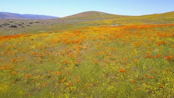 Avión Bajo Sobre Hermoso Campo Naranja Flores Silvestres Amapola Californiana — Vídeos de Stock