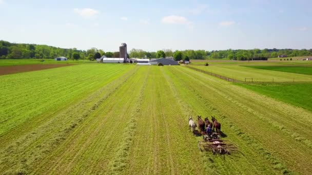 Úžasná Letecká Společnost Amišských Farmářů Obdělávajících Svá Pole Koněm Pluhem — Stock video