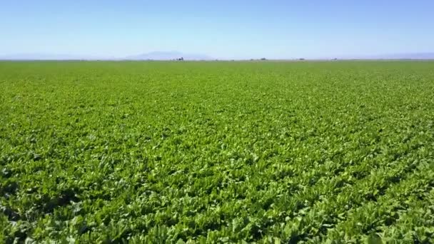 Una Antena Rápida Sobre Vastos Campos Cultivo Verdes Ricos Cultivos — Vídeo de stock