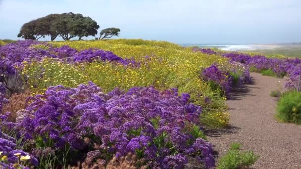 Krásné Divoké Květy Rostou Podél Pobřeží Kalifornie — Stock video