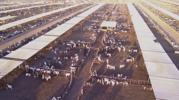 Воздух Над Огромными Складами Говяжьего Скота Американском Западе — стоковое видео