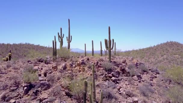 Disparo Aéreo Sobre Cactus Del Desierto Parque Nacional Saguaro Cerca — Vídeos de Stock