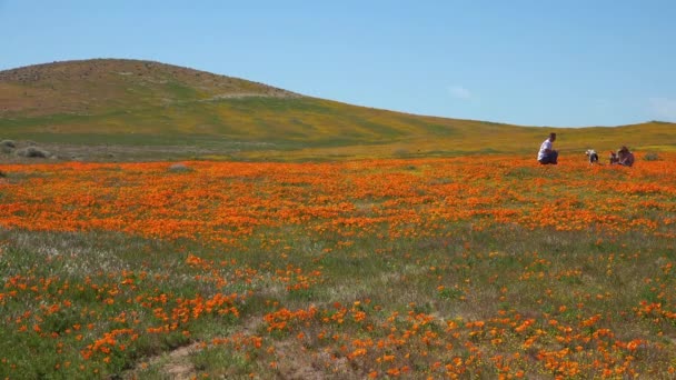 Ein Paar Sitzt Einem Riesigen Feld Kalifornischer Mohnblumen — Stockvideo