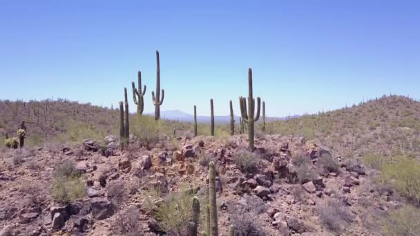 Colpo Aereo Sul Cactus Nel Parco Nazionale Del Saguaro Vicino — Video Stock