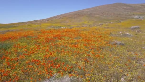 一架低空的飞机飞越了美丽的加利福尼亚橘红色的罂粟野花 — 图库视频影像