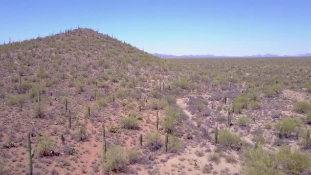 亚利桑那州图森市附近Saguaro国家公园的沙漠仙人掌上空的空中射击 — 图库视频影像