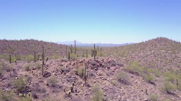 亚利桑那州图森市附近的Saguaro国家公园 空中盘旋仙人掌 — 图库视频影像