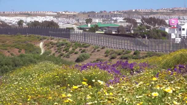 Wilde Bloemen Groeien Voor Grensmuur Tussen San Diego Tijuana — Stockvideo