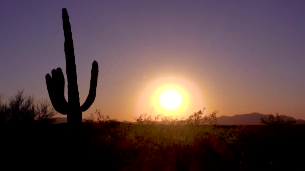 萨瓜罗国家公园美丽的落日完美地捕捉了亚利桑那州的沙漠 — 图库视频影像