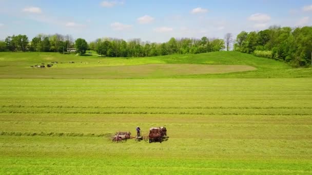 馬と耕しながら畑を耕すアミッシュの農家の空中 — ストック動画
