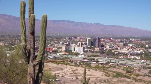 Egy Kezdő Lövés Tucson Kaktuszával Arizonában — Stock videók