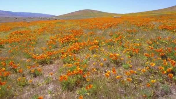 Eine Niedrige Antenne Über Einem Wunderschönen Orangefarbenen Feld Kalifornischer Mohnblumen — Stockvideo