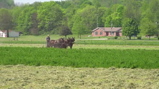 Amish Bauern Pflügen Ihre Felder Mit Traditionellen Pferden Und Methoden — Stockvideo