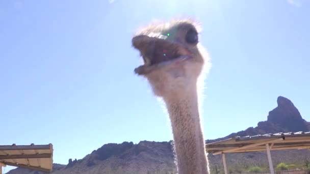 Ostriches Una Granja Avestruces Pinceladas Cámara — Vídeos de Stock