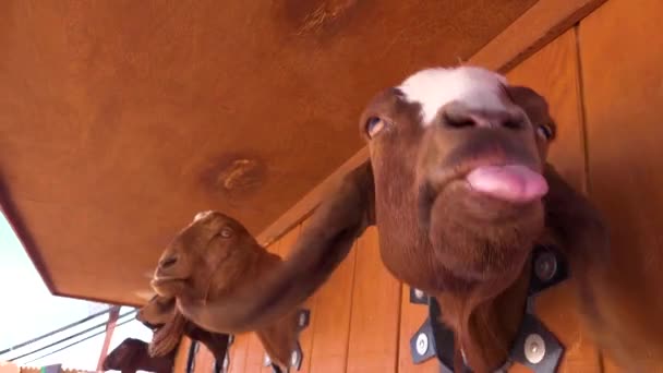 Goats Stick Heads Hole Get Food Fair Carnival — Stock Video