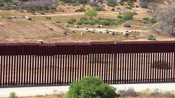 美国与墨西哥边界上方的一张照片显示 羊群和山羊正在远处吃草 — 图库视频影像