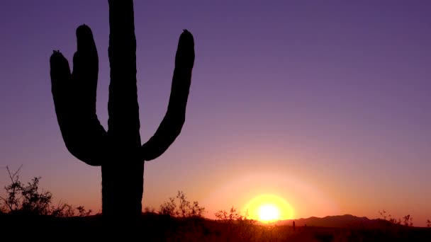 Ένα Όμορφο Ηλιοβασίλεμα Την Ανατολή Πίσω Από Κάκτους Στο Saguaro — Αρχείο Βίντεο