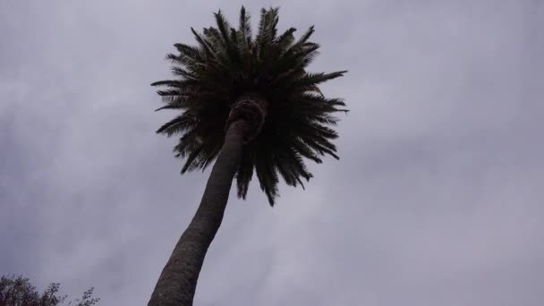 Красивый Низкий Угол Пальмы Общая Плоскость Приземляется Силуэт Против Солнца — стоковое видео
