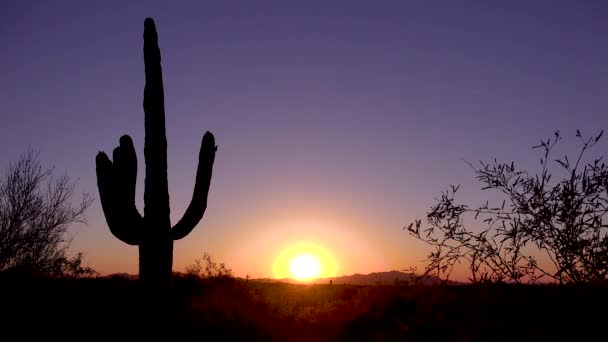 Vacker Solnedgång Eller Soluppgång Bakom Kaktusen Saguaros Nationalpark Fångar Perfekt — Stockvideo